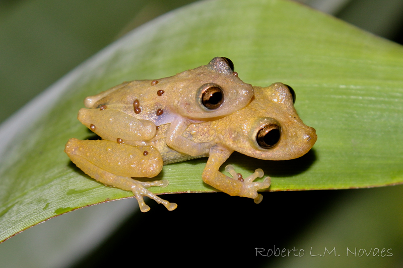 Anfíbios e Répteis do Brasil Scinax littoreus (Peixoto, 1988)