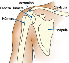 Anatomia Del Hombro