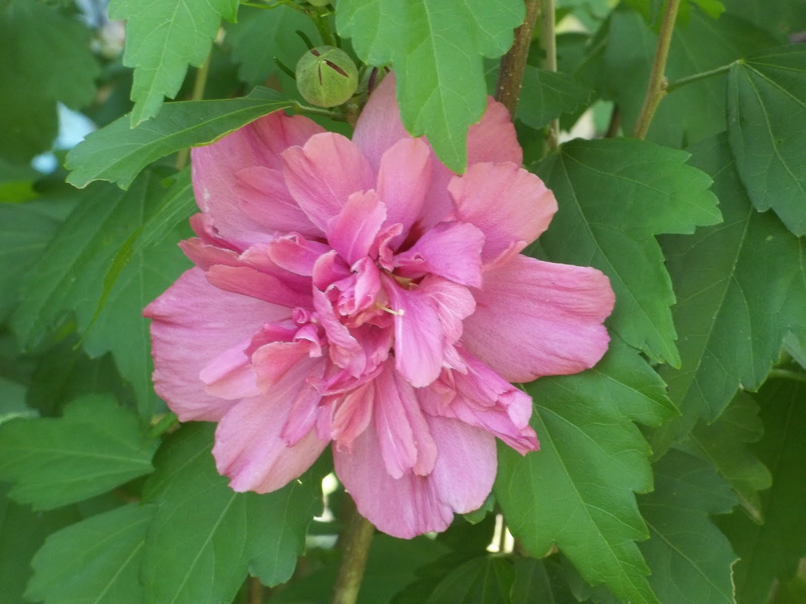 Resaca Rose Rose of Sharon