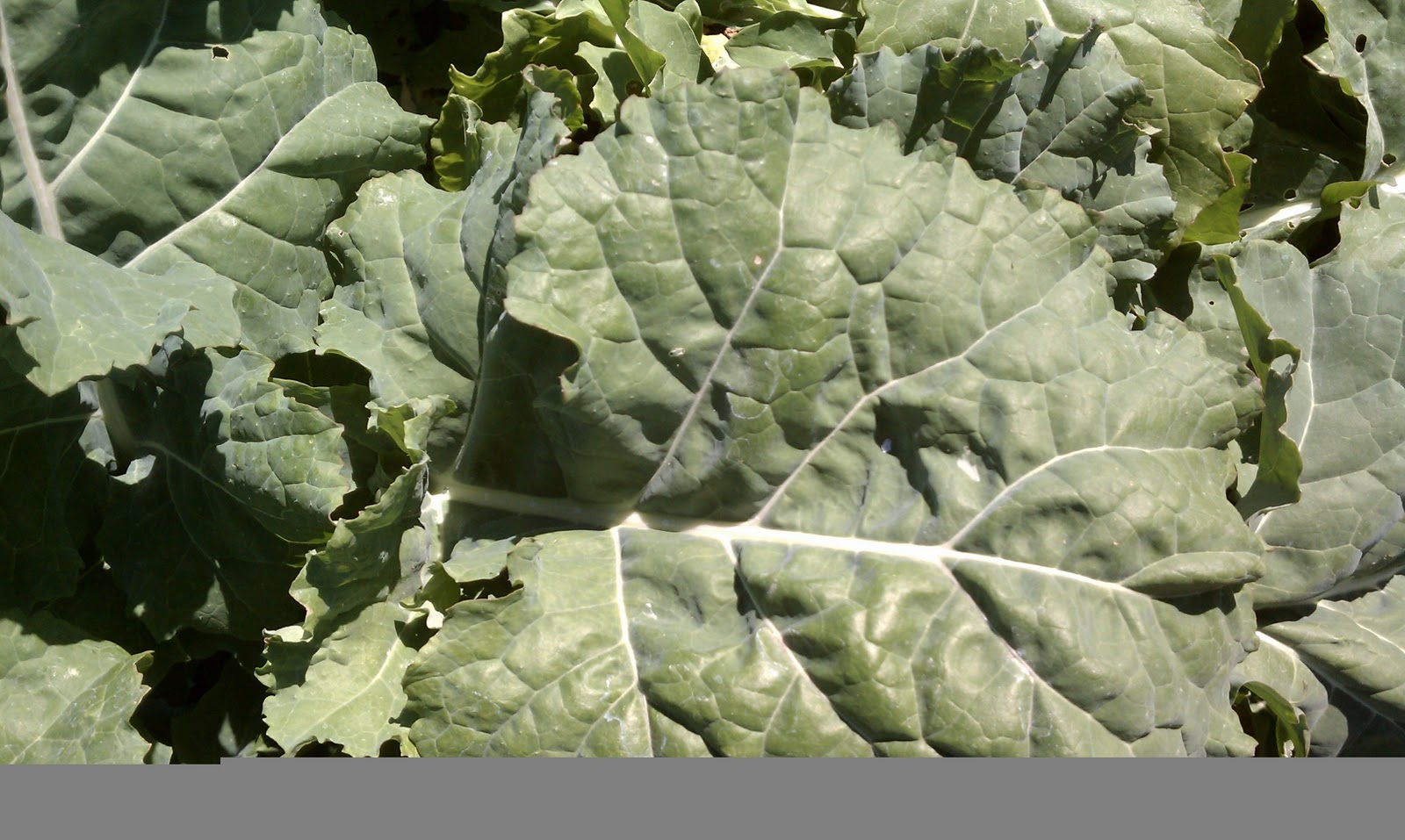Valley Farms Collard Greens