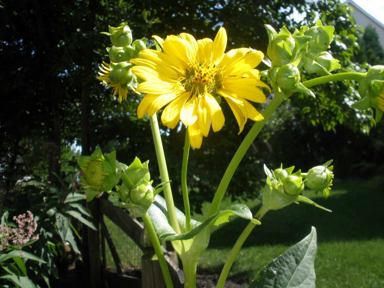Casa Mariposa A Most Useful Plant