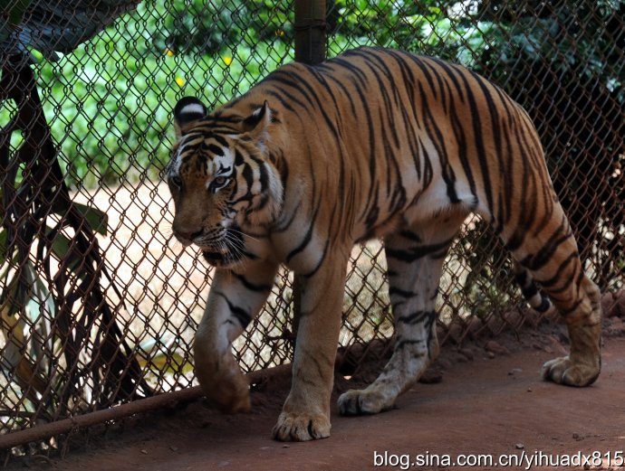 lioness and tiger mating
