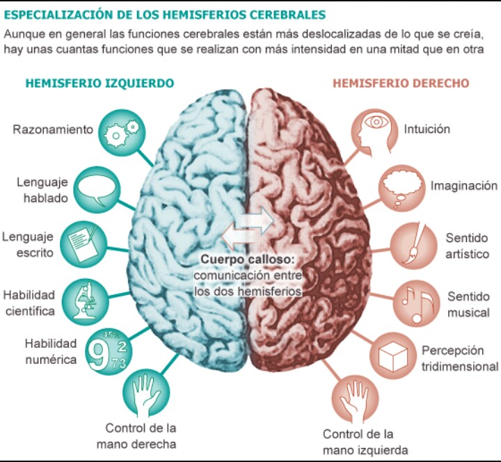 hemisferios cerebrales