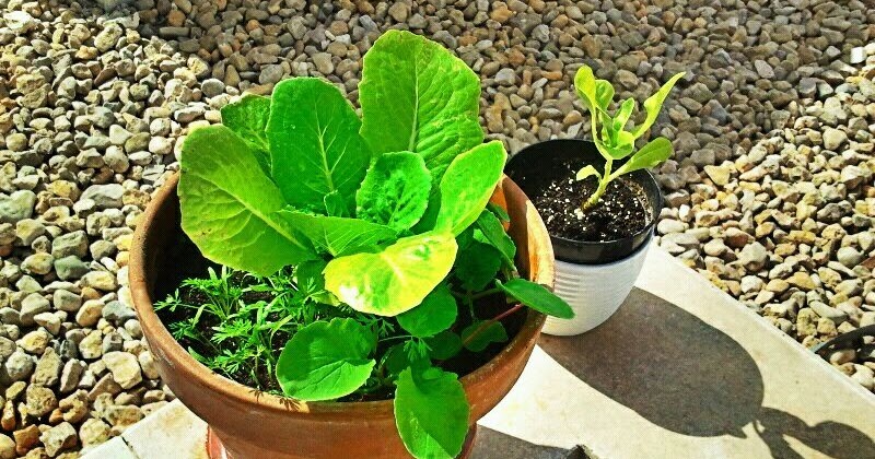 Stuff Going Around In My Head: Mi pequeño jardín comestible