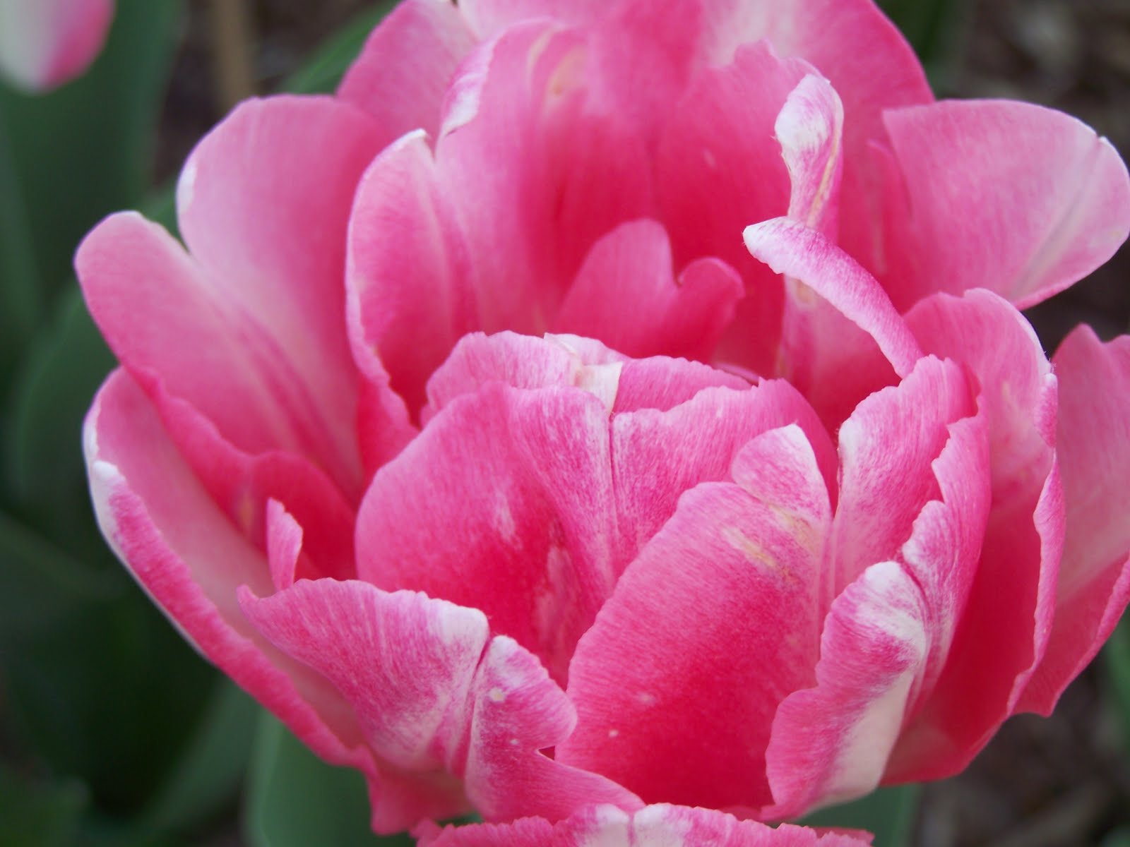 Via My Viewfinder Open Tulip Bloom