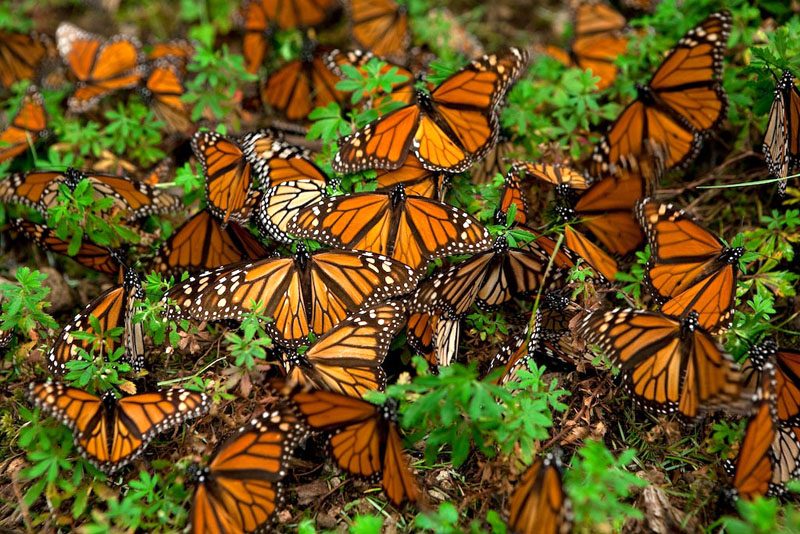 MARCO CASTRO PHOTO Santuario de la Mariposa Monarca, Donato Guerra