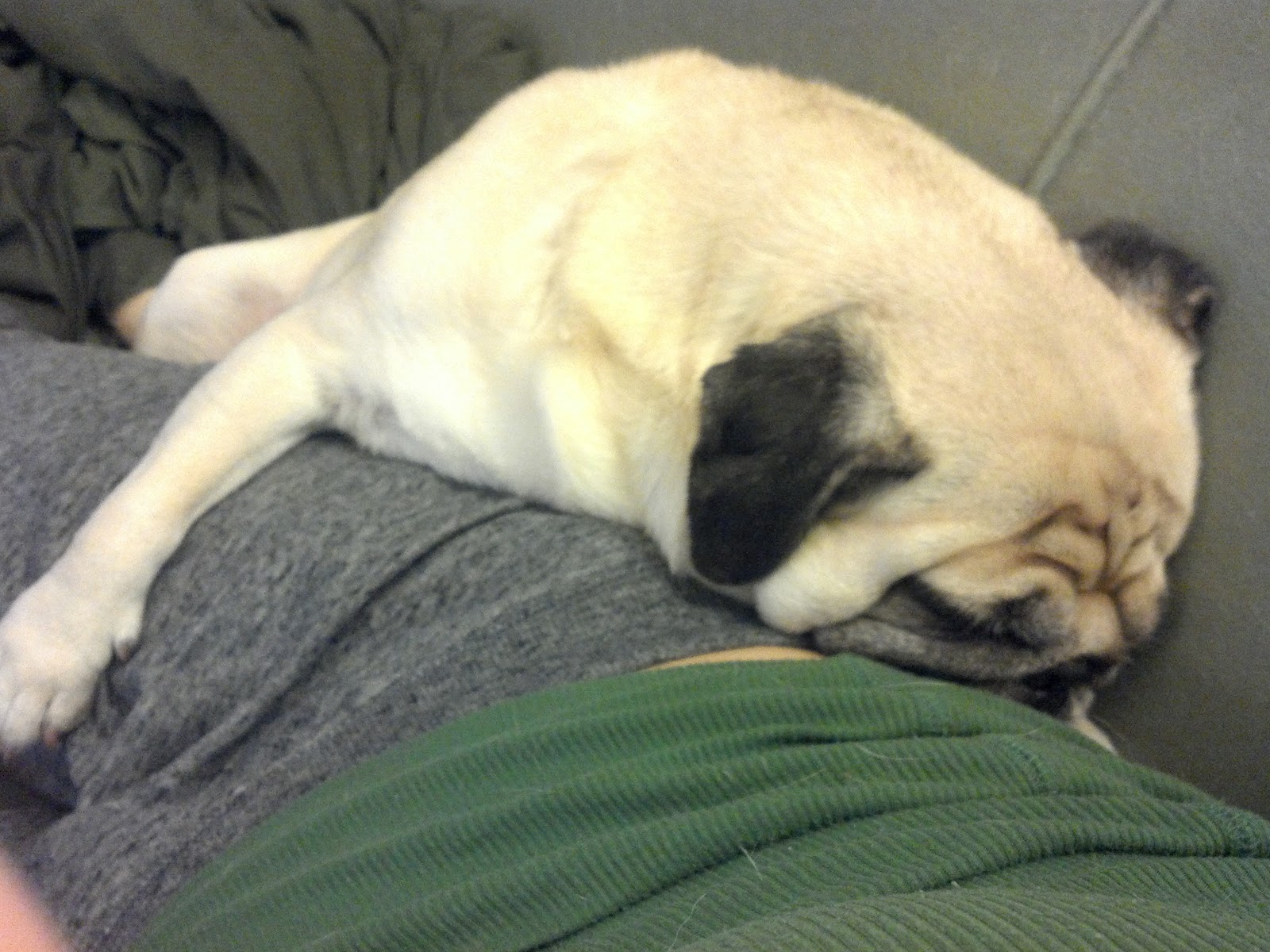 Pug Running Shoes Pug Running Shoes