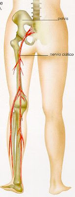 Elektromassazhery para el cuello a la osteocondrosis comprar