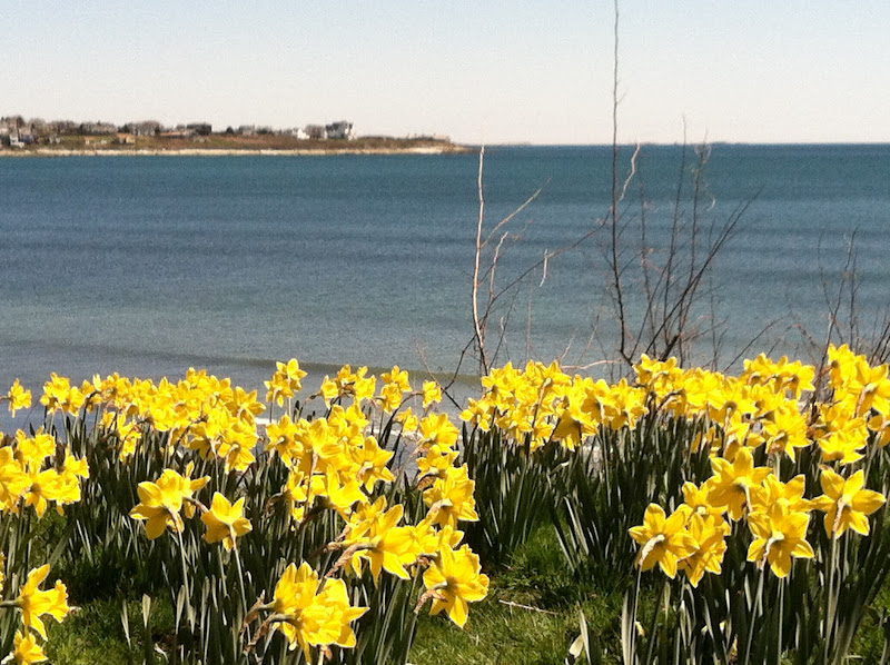 Dan Cirucci Beautiful Newport Rhode Island Blossoms In Spring