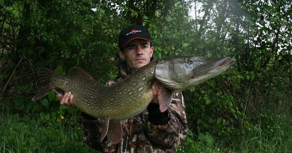 MRWATER Le brochet ou grand brochet (Esox lucius)