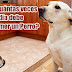 ¿Cuántas Veces Debe Comer un Perro? - Respuesta