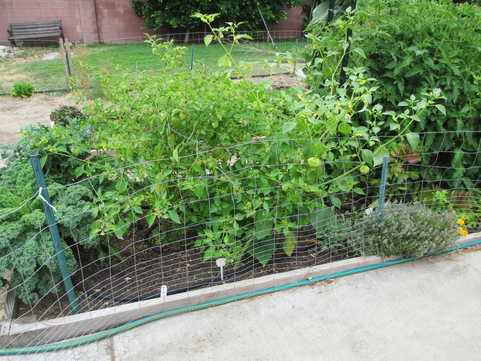Andie's Way Taming the Tomatillo Bamboo Trellis