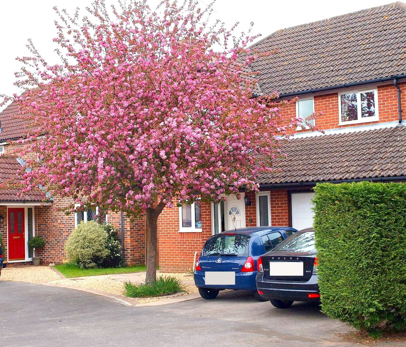 Small tree for front garden — Forum