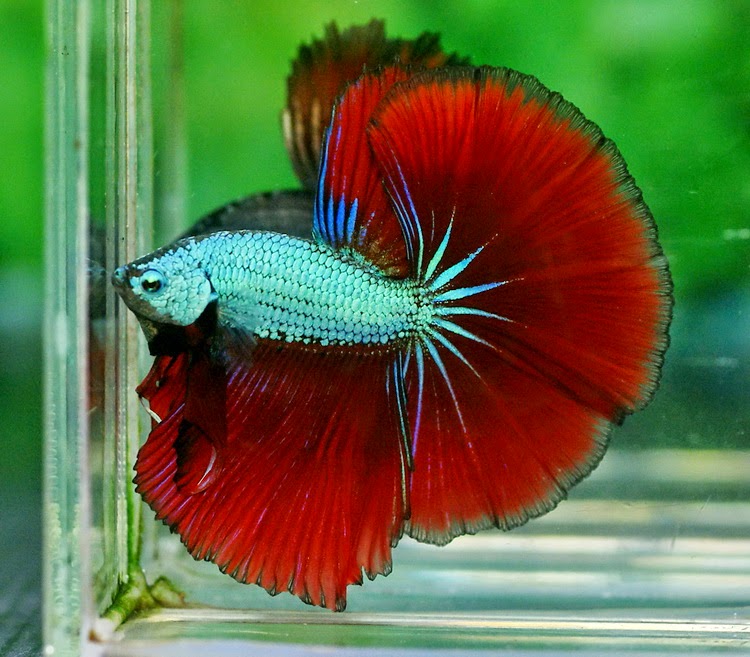 Galeri Foto Halfmoon ~ Ikan Cupang qu