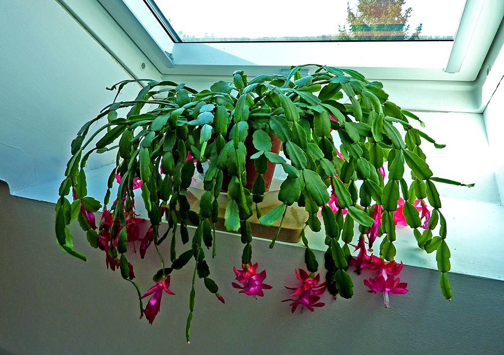 Living the life in SaintAignan “Christmas” cactus
