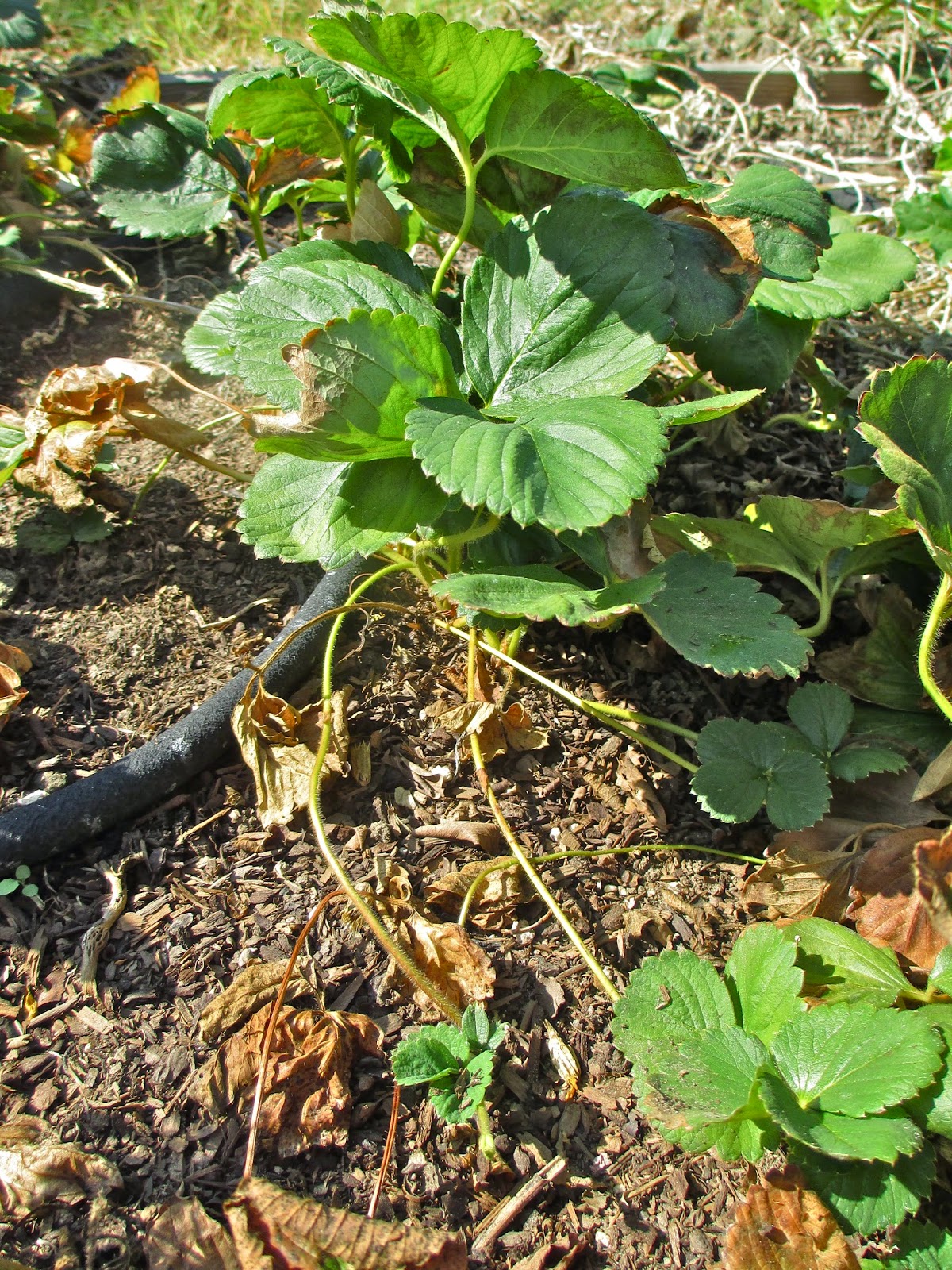 Andie's Way Transplanting Strawberries
