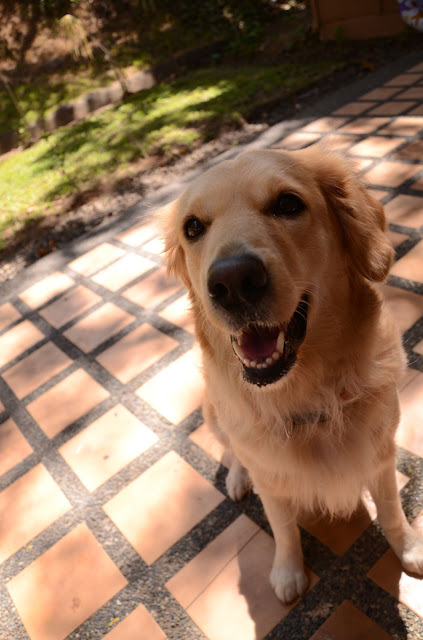 friendly faced dog