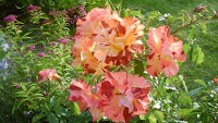 Rosier odeflorales51