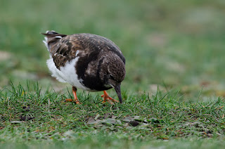 Vuelvepiedras común, Arenaria interpres, Turnstone