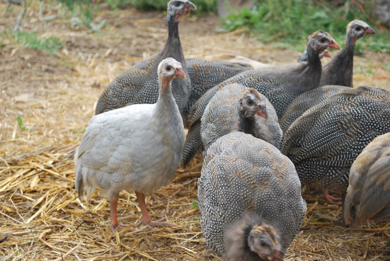 Bear Butte Gardens BLOG The Guineas in the Garden