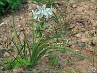 http://plantsgallery.blogspot.com/2008/01/ornithogalum-umbellatum-niedek.html