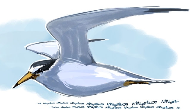 Least Tern Least Tern sketch painting. Bird art drawing by illustrator Artmagenta