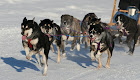 Happy Sled Dogs!!!