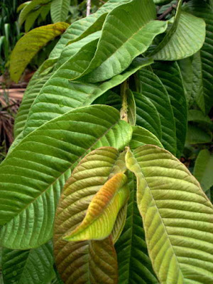 Guava Leaves Guava Leaves