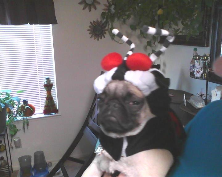 50 Funny pet costumes (50 pics) Amazing Creatures