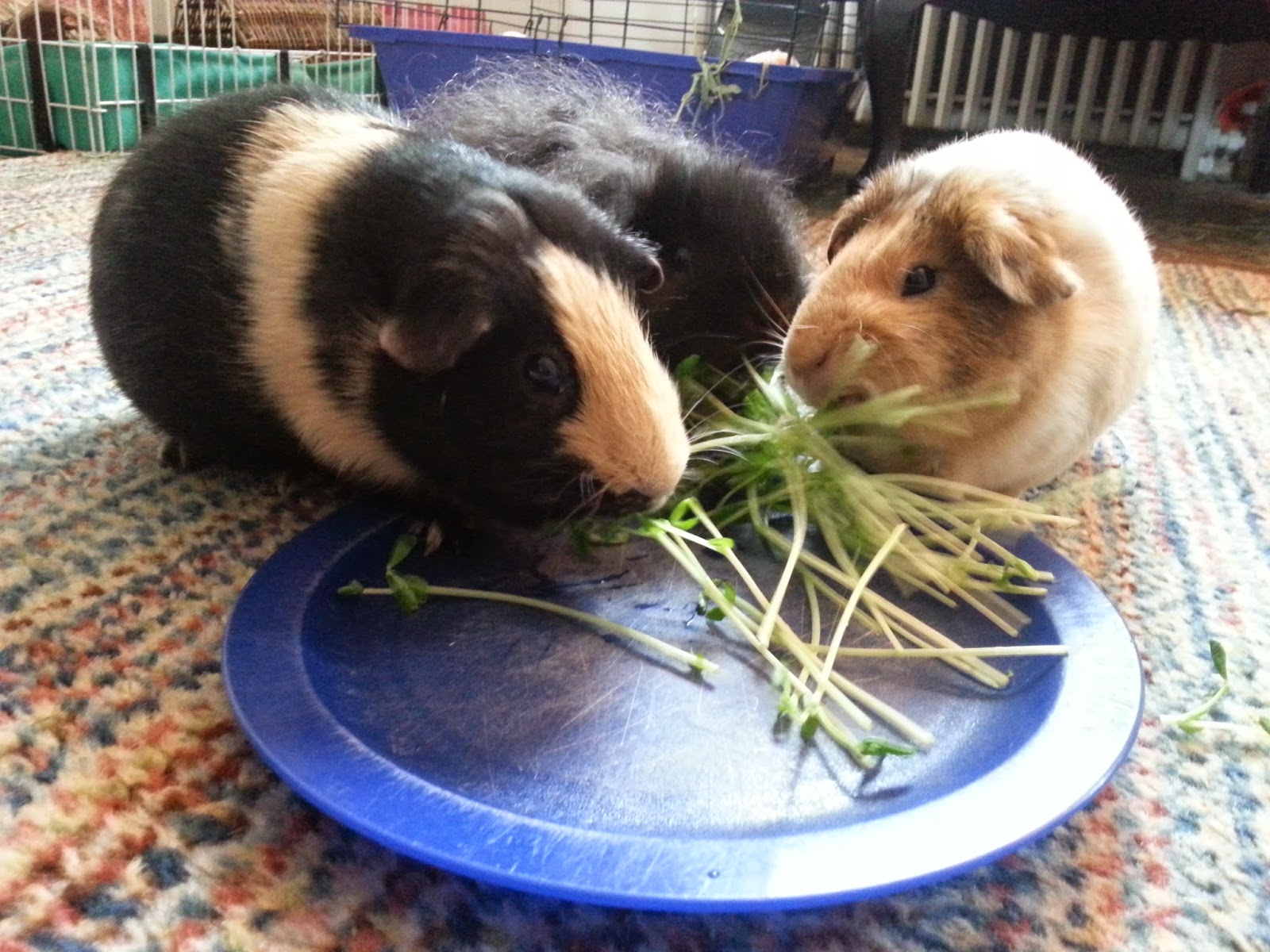 Can Guinea Pigs Eat Sweet Pea Shoots/Sprouts? 