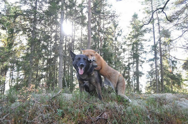 Amistad entre un Perro Noruego y Zorro Zalvaje