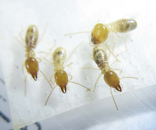 Hypotermes termites