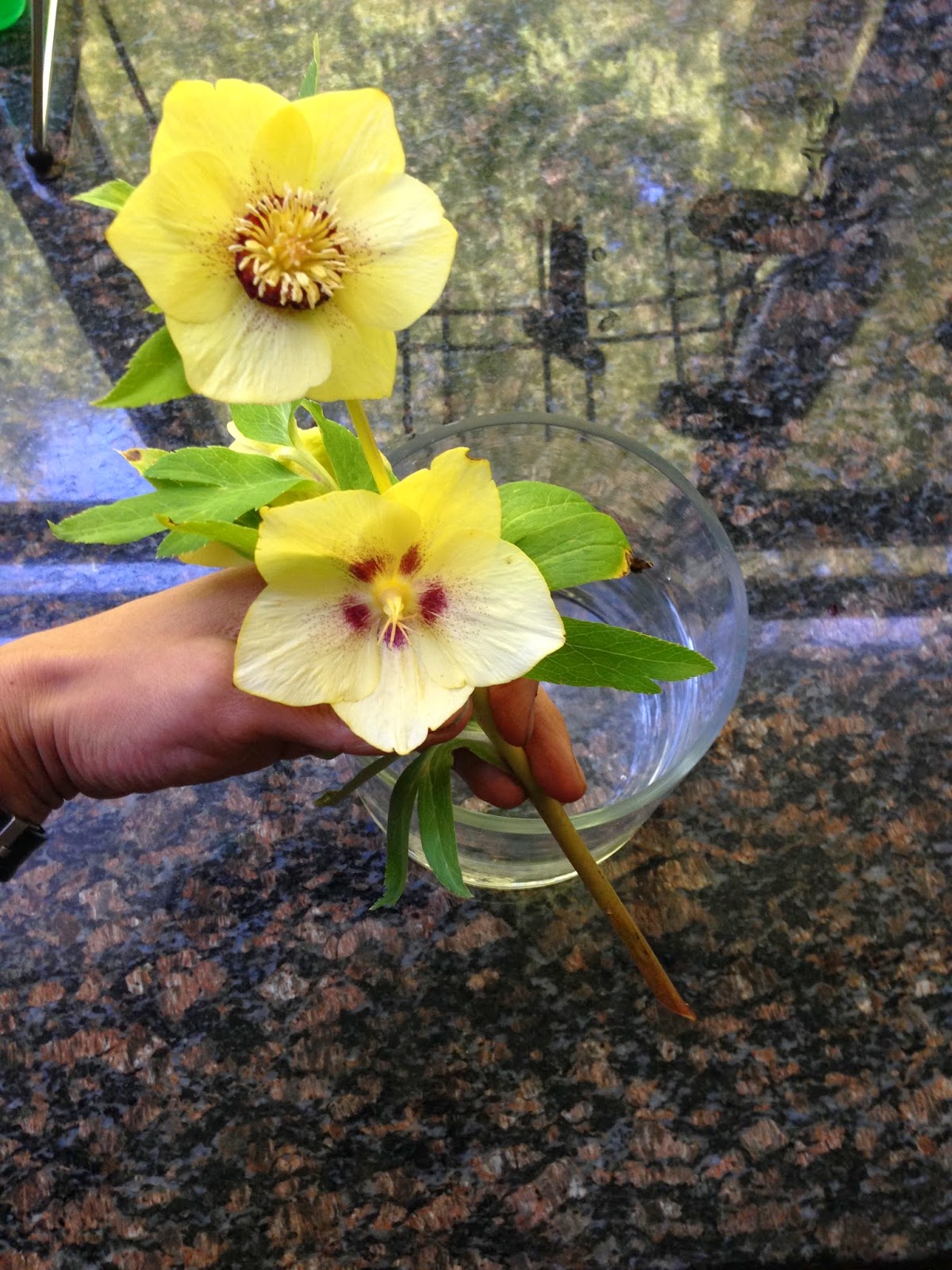 A Next Generation Gardener Winter Hellebores as cut flowers and how to