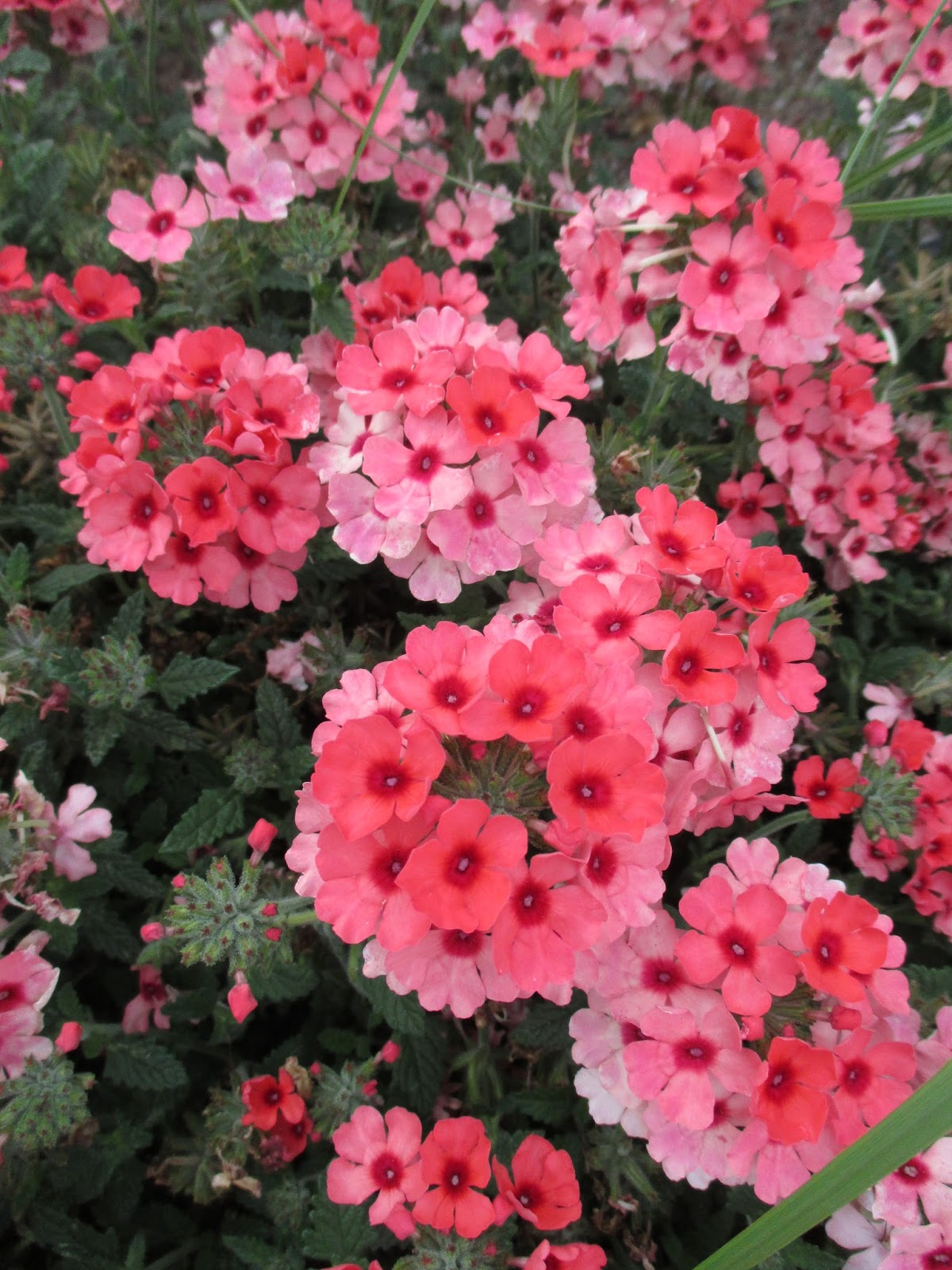 My Little Corner Of The World Verbena Bush