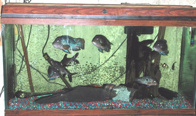 aquaticszone funny weird stupid