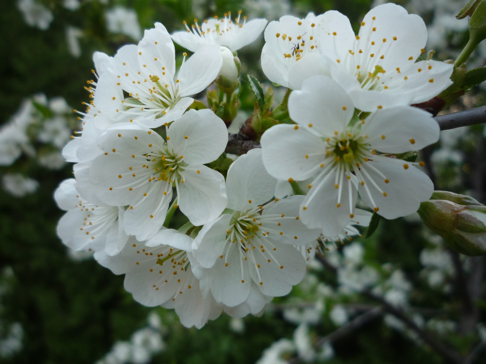 Vermont Backyard Flowers Nature Greens up South Burlington, Vermont Photos and commentary.