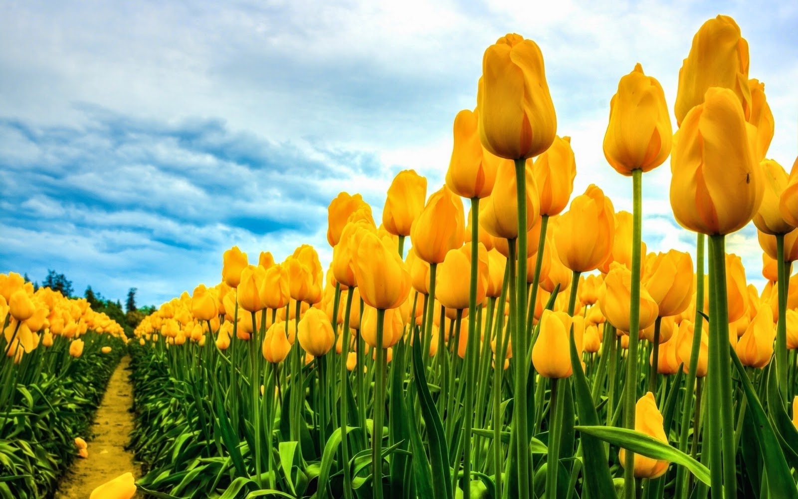 Hd Hintergrundbilder Gelbe Tulpen Schonen Blumen Gelbe Tulpe