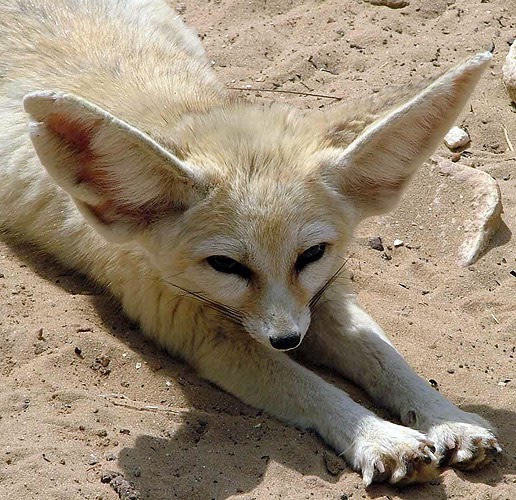 Aseguran que los animales tienen personalidad ~ El Blog de Gama Cero