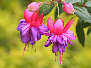 Imágenes de Flores. Fotografías Seleccionadas de Flores Naturales y . flores en la pintura copia 