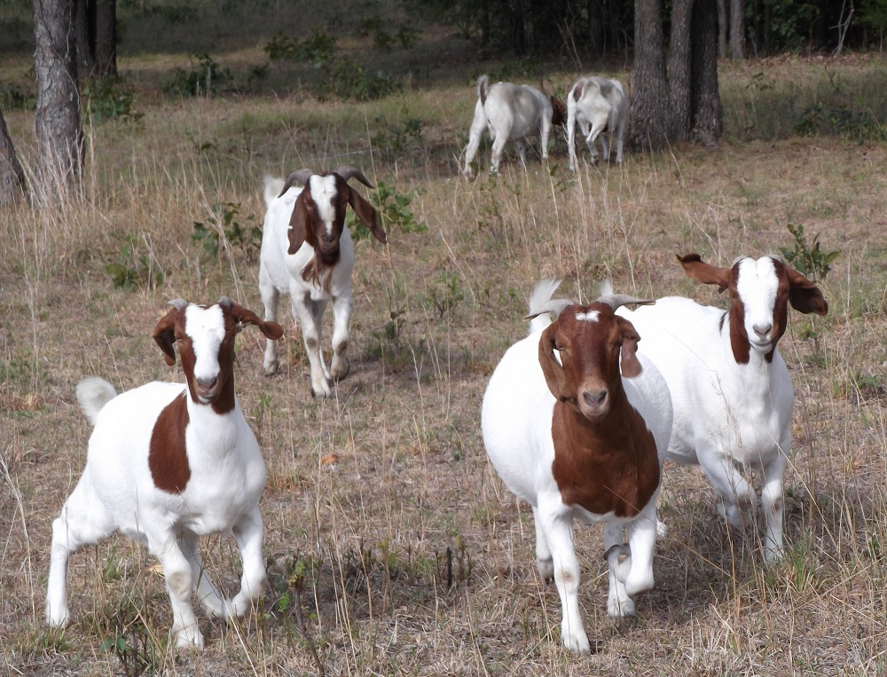 Ruthlynn's World New Boer Goats