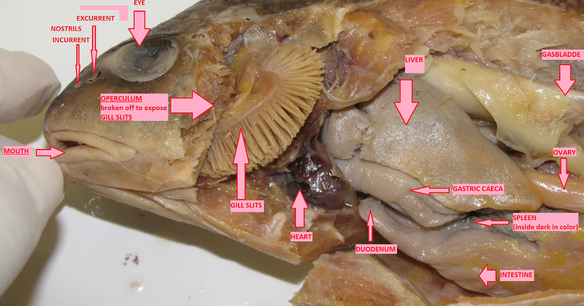 Bio 324 Vert Zoo CSULB: Drum fish dissections Bio 324 Vert Zoo CSULB: Drum fish dissections