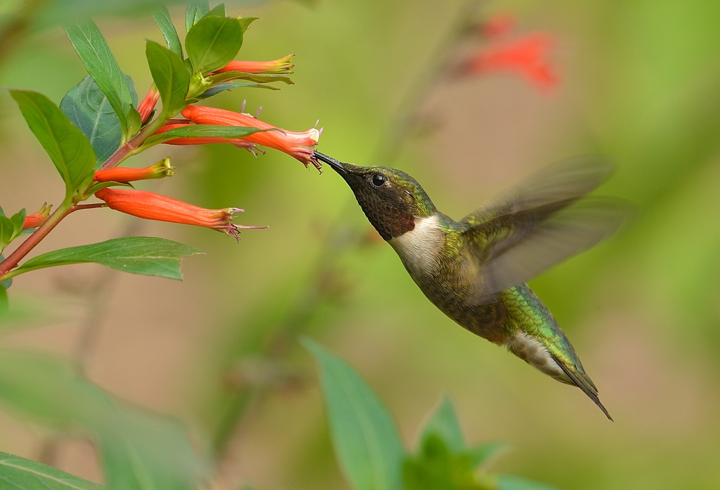 Steve Rogers birding Hummingbirds in Texas