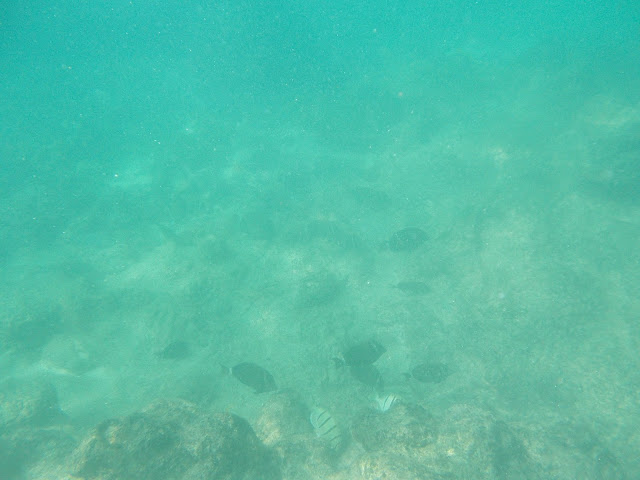 Oahu snorkeling Hawaii Snorkeling