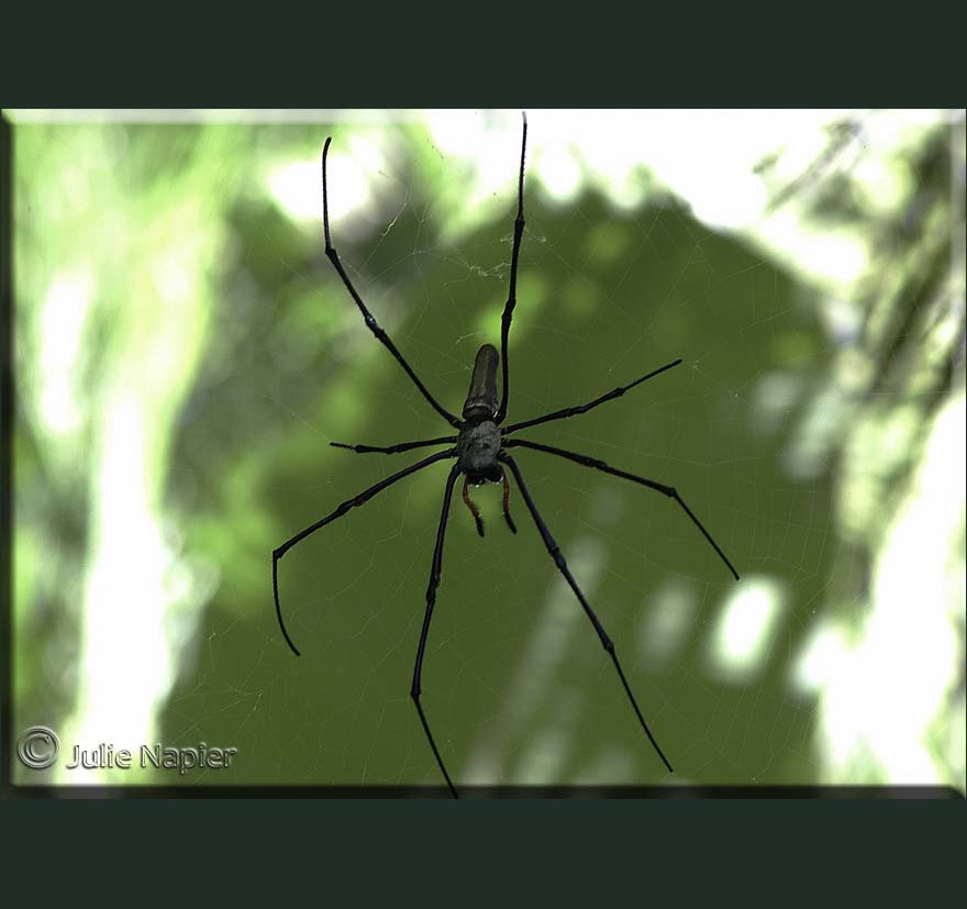 Orb Web