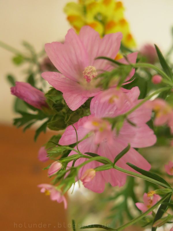 Freitagsblumchen Die Zitronenfalterin