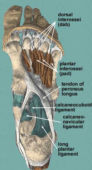 TRAIN OUT PAIN: The Interossei Muscles of the Foot (Why Barefoot