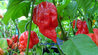 Trinidad Butch T Scorpion seeds, World's Hottest Peppers