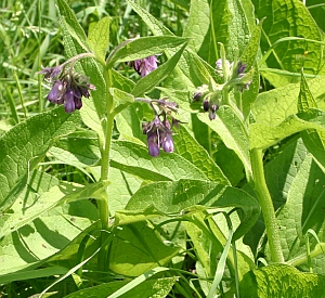 Echter Beinwell - Symphytum officinale