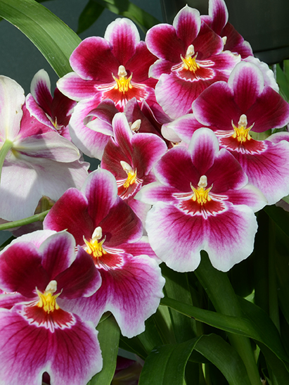 Pansy Orchid