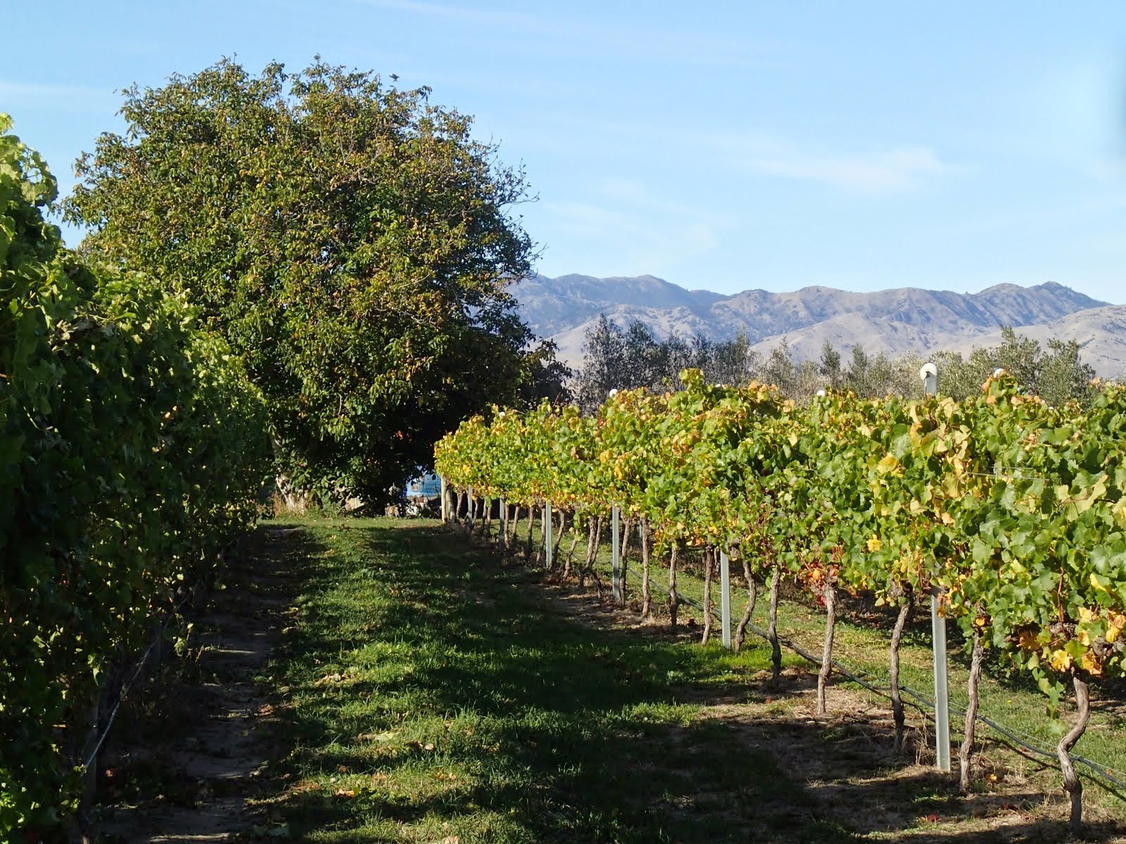 Looking down a row of vines to one of the walnut trees and the dry Wairau Hills
